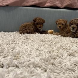 Poodle Puppies from Sealy Toy Poodles