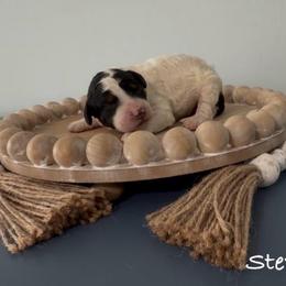 Steve - Tri-color male Bernedoodle puppy in Cartersville, Georgia from Simply Blessed Doodles