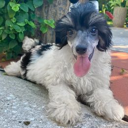 Domino - White and black male Chinese Crested puppy in Lutz, Florida from Halcyon Chinese Cresteds