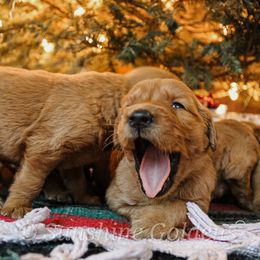 Golden Retriever Puppies from Sunshine Goldens