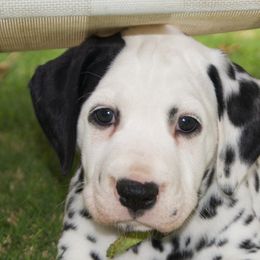 Dalmatian Puppies from Spothaven Dalmatians
