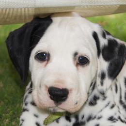 Dalmatian Puppies from Spothaven Dalmatians