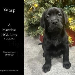 Wasp - Yellow Collar, Black Female - 3,500 - Black female Labrador Retriever puppy in Eaton Rapids, Michigan from Higher Ground Labradors