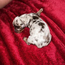 Khris(mas) - Dapple Dachshund puppy in Pilot Rock, Oregon from Austin's Pups