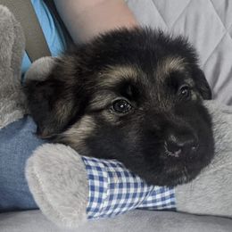 German Shepherds from Kinfolk Farm