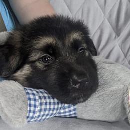 German Shepherds from Kinfolk Farm