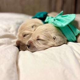 Miss Penny - Light golden female Golden Retriever puppy in Midlothian, Texas from Brightest Days