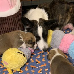 Cardigan Welsh Corgi Puppies from Penfro Corgis