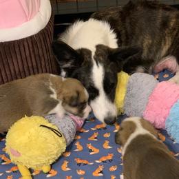 Cardigan Welsh Corgi Puppies from Penfro Corgis