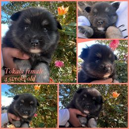 Tokala - Black and white female Pomsky puppy in Riverside, California from LittleLoyalzLLC