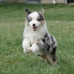 Evander - Blue merle male Australian Shepherd puppy in Holmesville, Ohio from Coffee Run Spring at Miller Farms