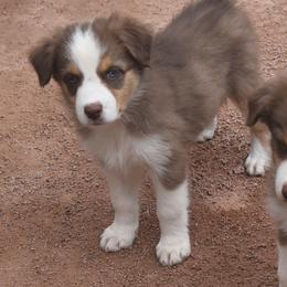 Joy - Red tri-color female Australian Shepherd puppy in San Tan Valley, Arizona from Mott Ranch - Blazin' Sun Aussies