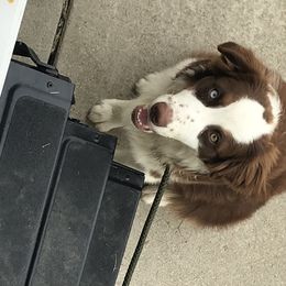 Australian Shepherd Puppies from Soggy Bottom Farms