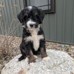 Stella - Tri-color female Bernedoodle puppy in Beach City, Ohio from Blue Cloud Doodles