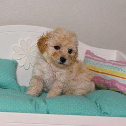 Sunny - Apricot male Poodle puppy in Highland Ranch, Florida from Toy Poodles