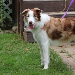 Border Collie Puppies from Lil Maine Border Collies
