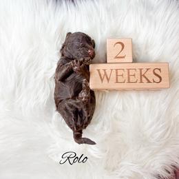 Rolo - Chocolate male Goldendoodle puppy in from Pink Poodles and Doodles