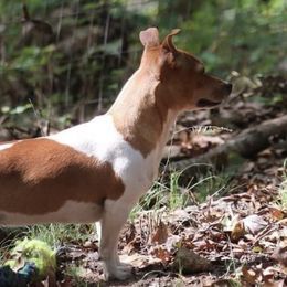 Rikki - Teddy Roosevelt Terrier