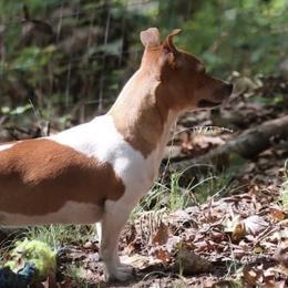 Rikki - Teddy Roosevelt Terrier