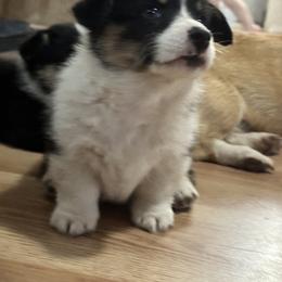 Pembroke Welsh Corgi All Grown Up from Newton Hay & Cattle