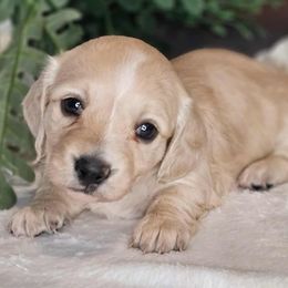 Martini - Cream female Dachshund puppy in Lakeland, Florida from Buckwild Doxies