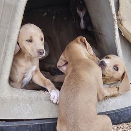 Blue Lacy Puppies from Red River Blue Lacys
