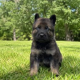 Red Collar - Sable male German Shepherd puppy in Casscoe, Arkansas from Crown H Shepherds