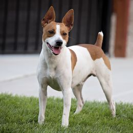 Phin - Rat Terrier