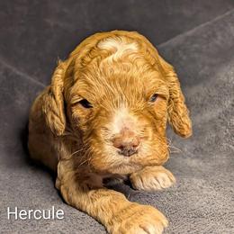 Hercule - Golden male Cockapoo puppy in Sunset, Louisiana from Cano Cockapoos