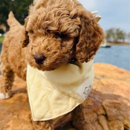 Chomper - Golden male Cockapoo puppy in Kingfisher, Oklahoma from Perdue Puppies