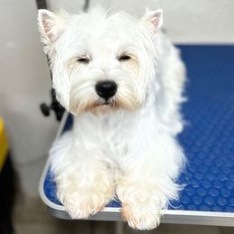 Maddie - West Highland White Terrier