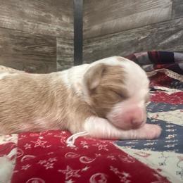 Sparky - Red male Bernedoodle puppy in Camden, Michigan from FurEver Friends Finder