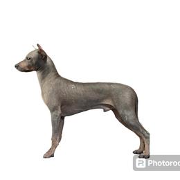 Breaker - American Hairless Terrier
