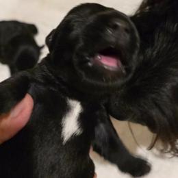 Male 1 - Black male Scottish Terrier puppy in Conroe, Texas from Scotch McLaren Terriers