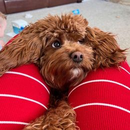 Maggie - Cavapoo