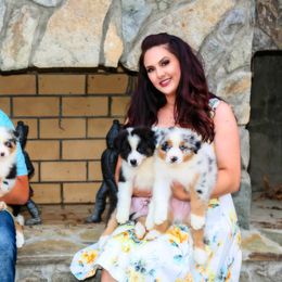 Australian Shepherd Puppies from Paramount Aussies