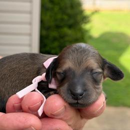 Hope- (Expectation of blessings) - Cream female Dachshund puppy in Murfreesboro, Tennessee from Kimbrie's Dream Cream Doxies