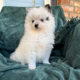 Pluto - Black parti male Pomeranian puppy in San Jacinto, California from Savvypomeranians
