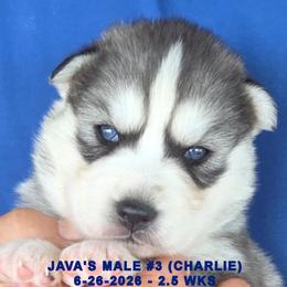 JAVA'S MALE 3 - Gray and white male Siberian Husky puppy in Manilla, Iowa from Bruck's Siberian Huskies