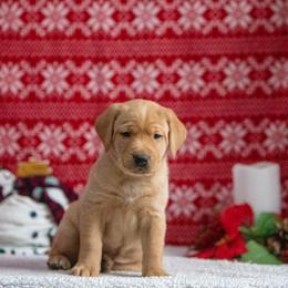 Labrador Retriever Puppies from Sun Ridge Labradors