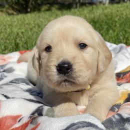 Golden Retriever Puppies from All shades Golden