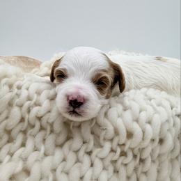 Dark Green - Parti male Goldendoodle puppy in Philadelphia, Mississippi from Oakie Doodles