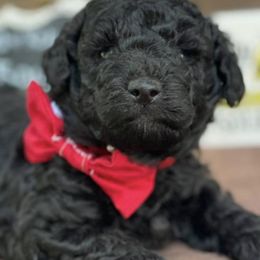 Goldendoodles from CMT Dixie Doodles