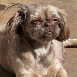 Shih Tzus and Shorkies from Shorkie & Shih Tzu Haven