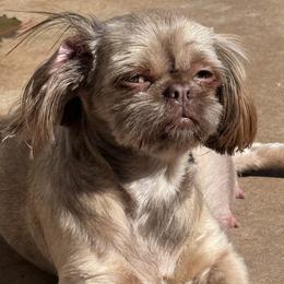 Shih Tzus and Shorkies from Shorkie & Shih Tzu Haven