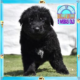 Blue Belle sweet charming - Black female German Shepherd puppy in Murrieta, California from Diamond Oaks German Shepherds
