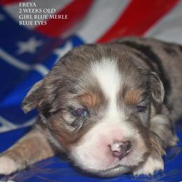Freya - Blue merle female Miniature Australian Shepherd puppy in Patterson, North Carolina from DreamLine Aussies