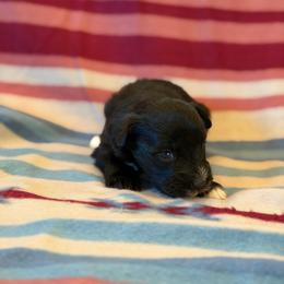 Music - Black female Miniature Schnauzer puppy in Sterling, Idaho from Sterling Schnauzer's