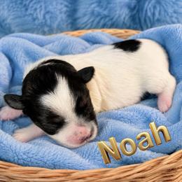 Noah AKC RARE black and rust parti - Parti male Miniature Schnauzer puppy in Dayton, Texas from Von Baron Schnauzers