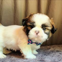 UNO - Tricolor male Shih Tzu puppy in Memphis, Tennessee from Thorntons Fur Crew